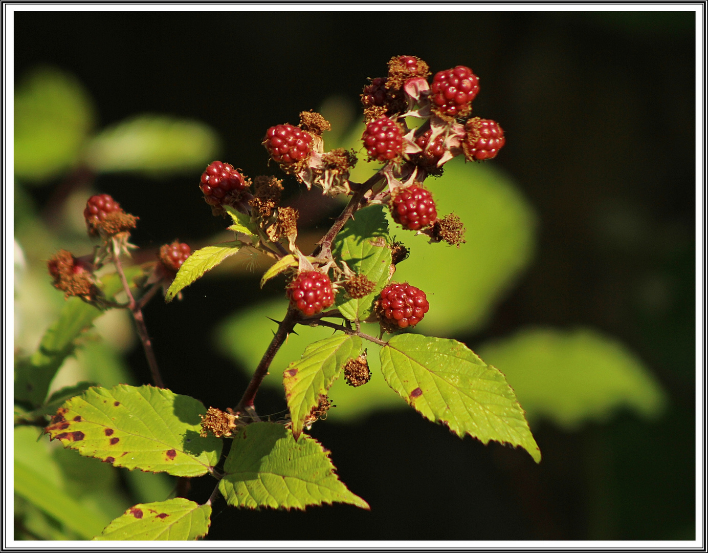 Brombeeren - Rubus