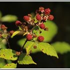 Brombeeren - Rubus
