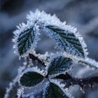 Brombeeren (Rubus sectio Rubus)