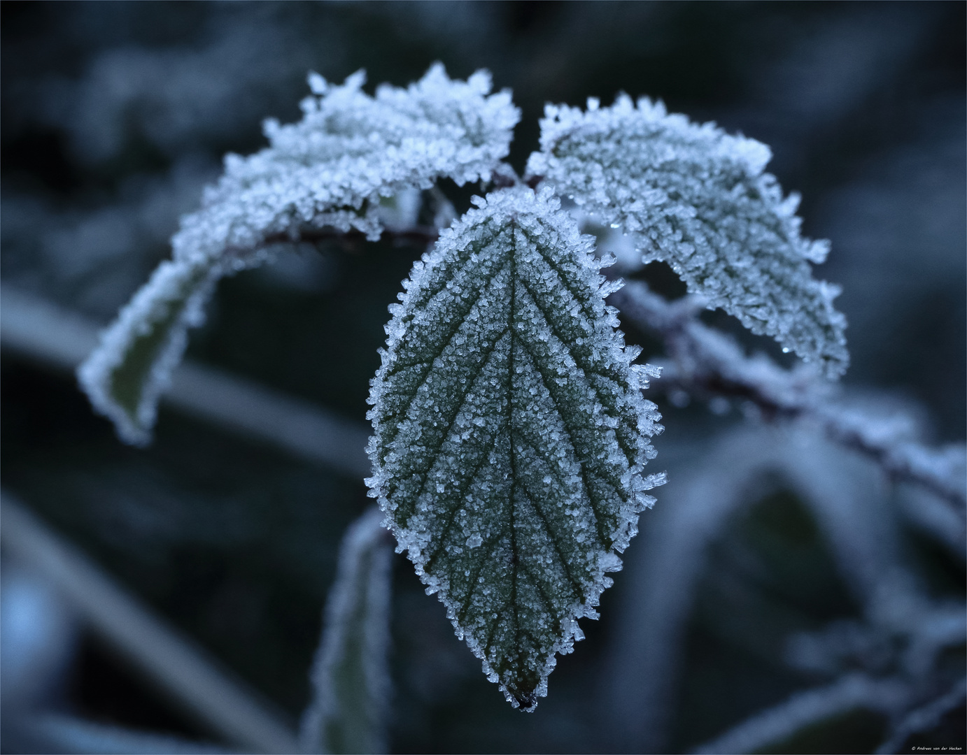 Brombeeren (Rubus sectio Rubus) 