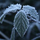 Brombeeren (Rubus sectio Rubus) 