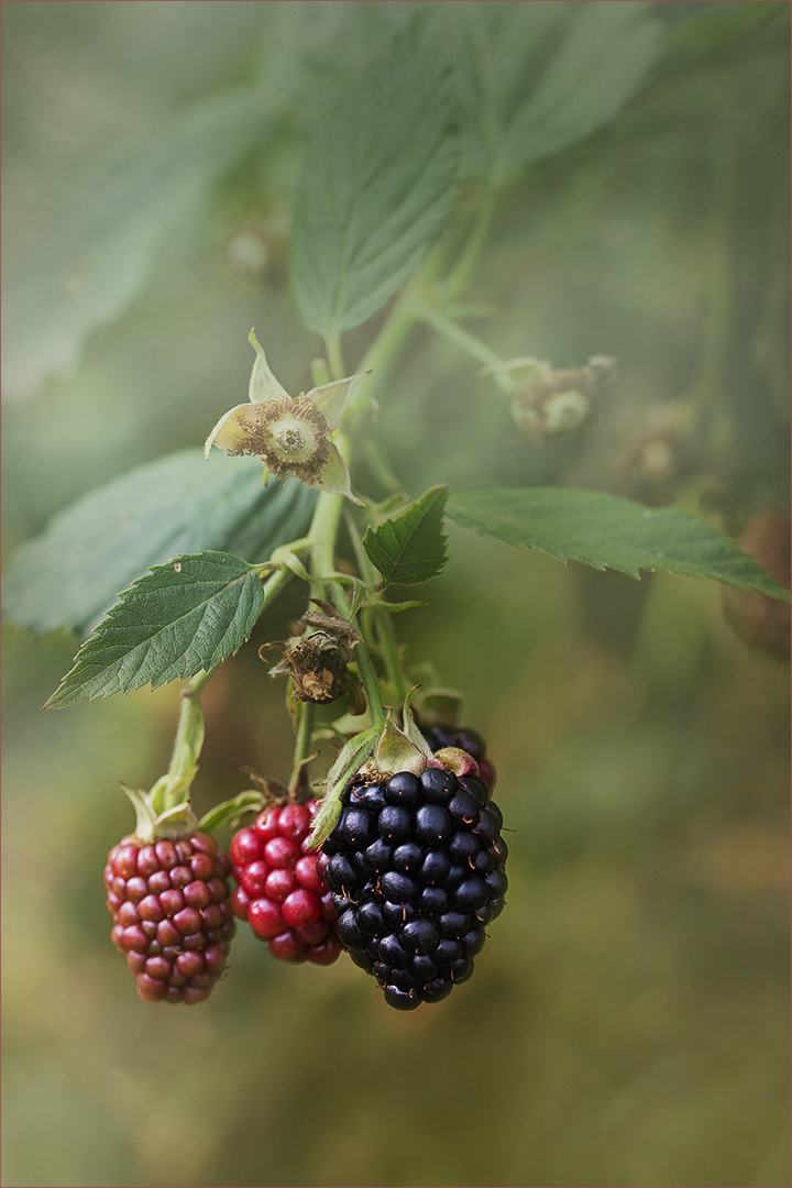 Brombeeren - Rubus sectio Rubus....