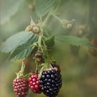 Brombeeren - Rubus sectio Rubus....