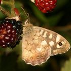 Brombeeren schmecken immer