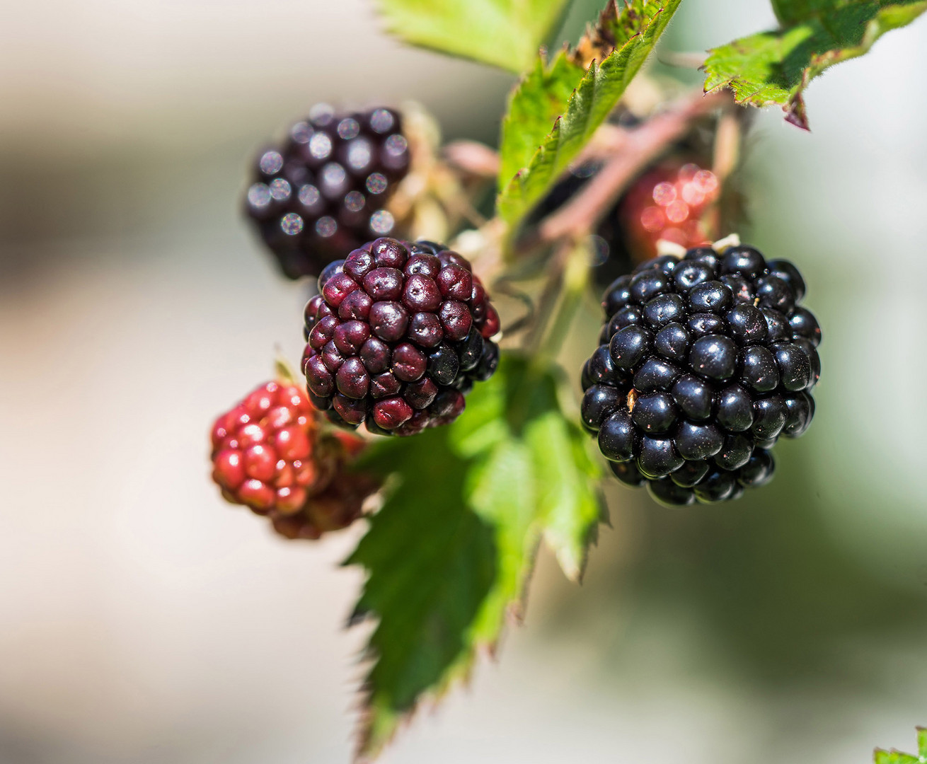 Brombeeren Stillleben