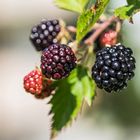 Brombeeren Stillleben