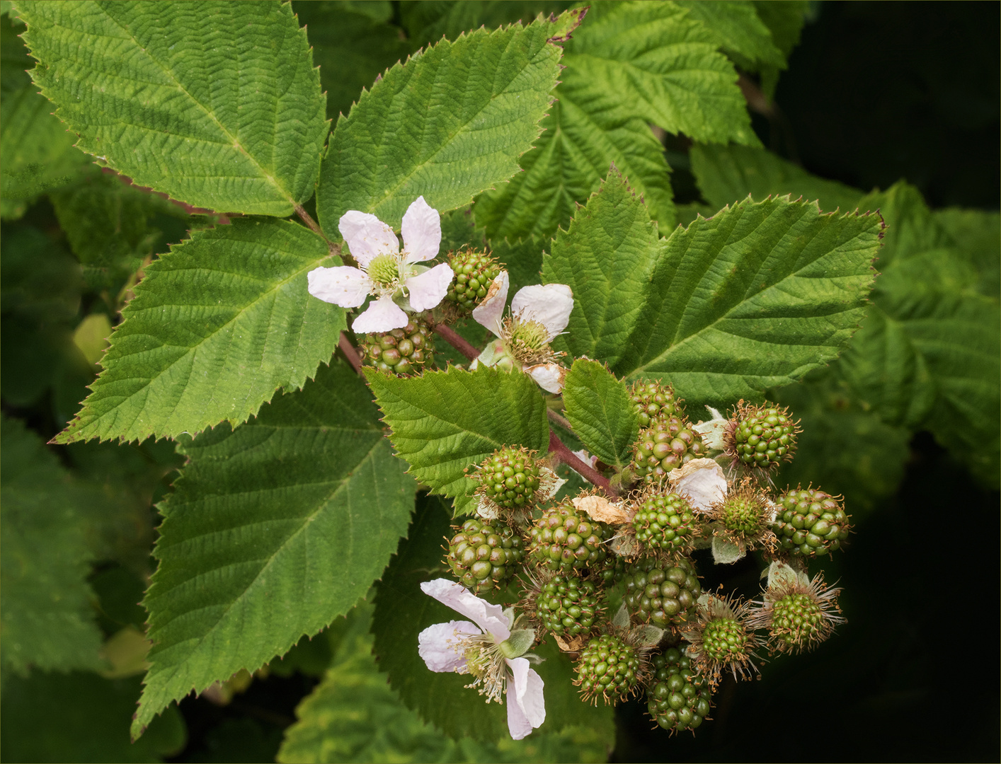 Brombeeren - Überhang aus Nachbars Garten...