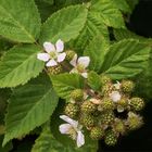 Brombeeren - Überhang aus Nachbars Garten...