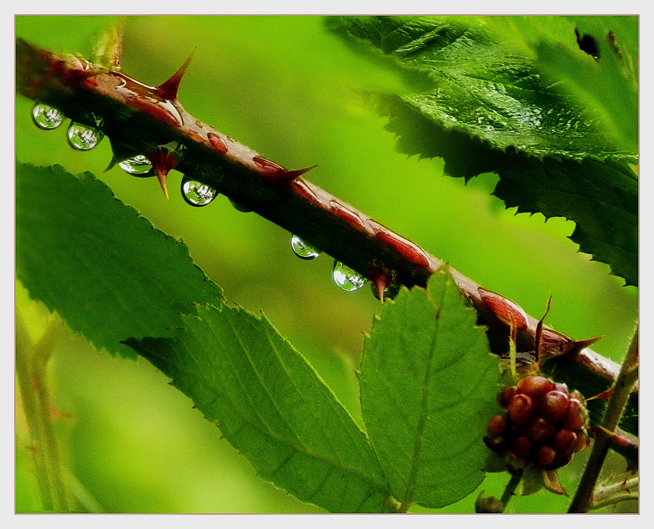 Brombeeren   und Tropfen