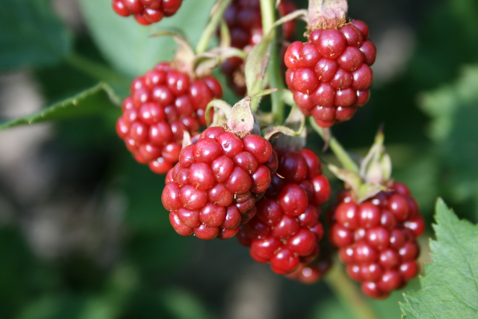 Brombeeren, unreif, sehen aber sehr appetitlich aus