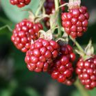 Brombeeren, unreif, sehen aber sehr appetitlich aus