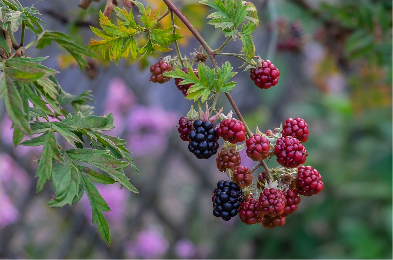 Brombeeren, unser Garten - Star.