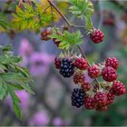 Brombeeren, unser Garten - Star.