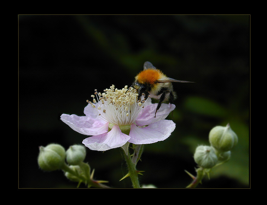 Brombeerenvermehrerin