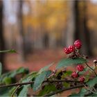 brombeer.herbst