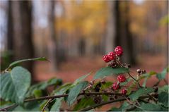 brombeer.herbst