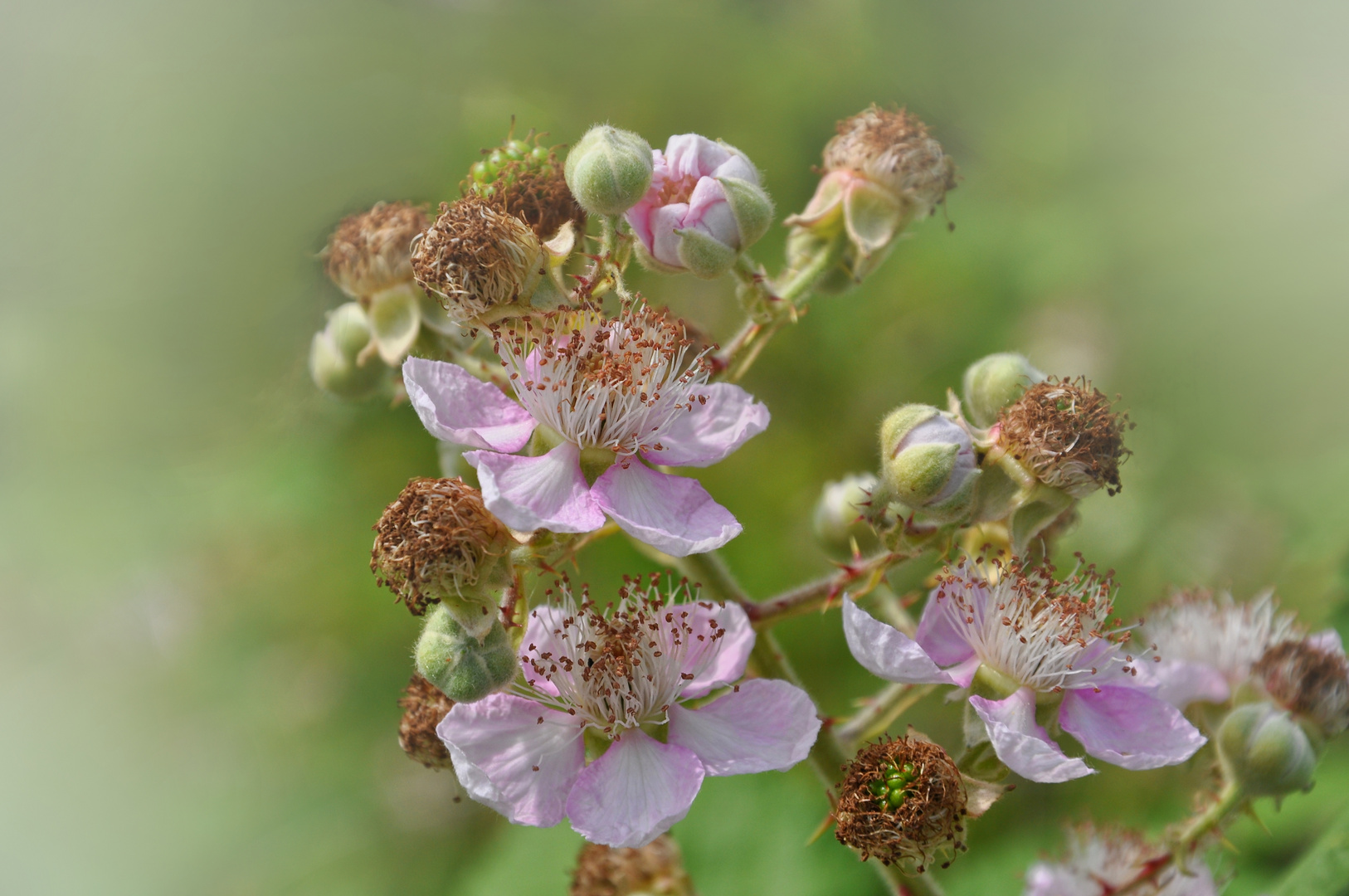 Brombeerknospen  -  Brombeerblüten und verblühte Blüten