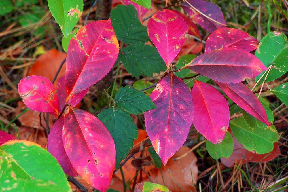 Brombeerlaub im Herbst