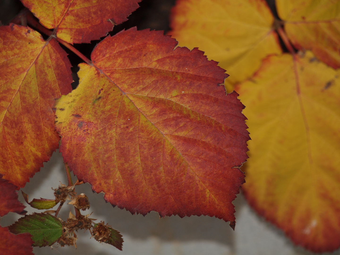 Brombeerlaub im Herbst