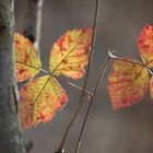 Brombeerlaub imWinter