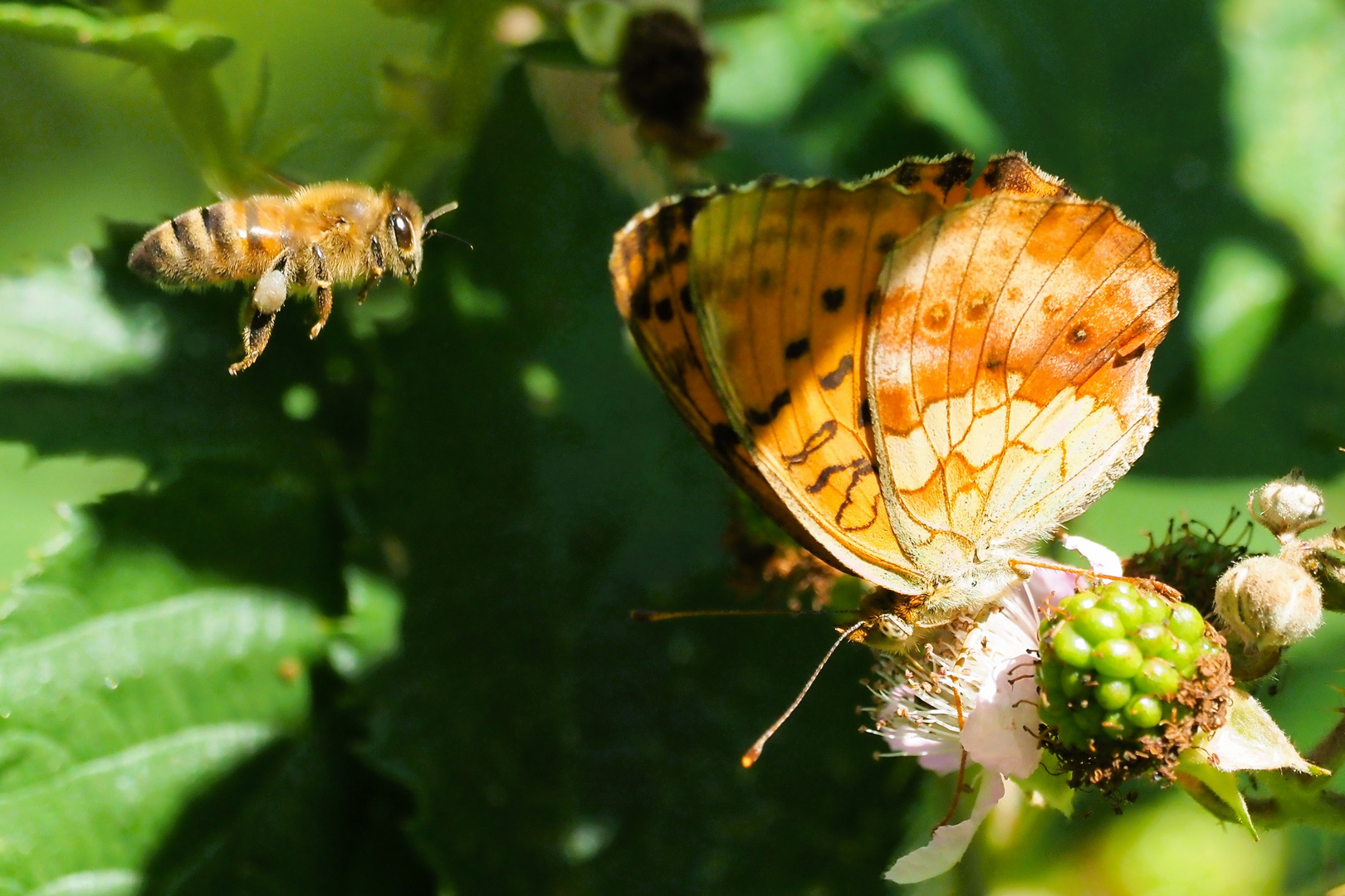 Brombeerperlmuttfalter und Biene