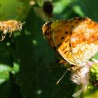 Brombeerperlmuttfalter und Biene