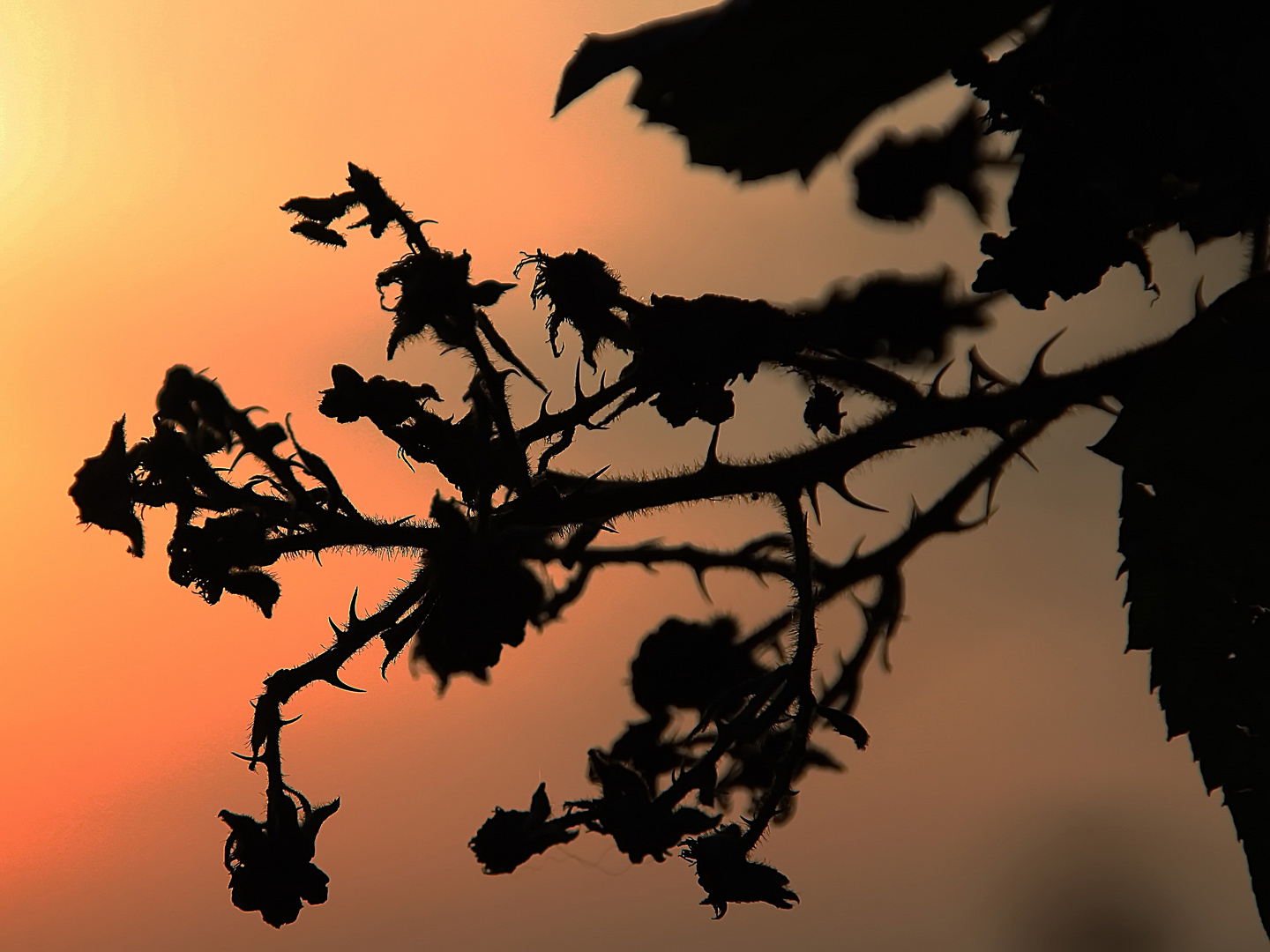 Brombeerreste in der Abendsonne