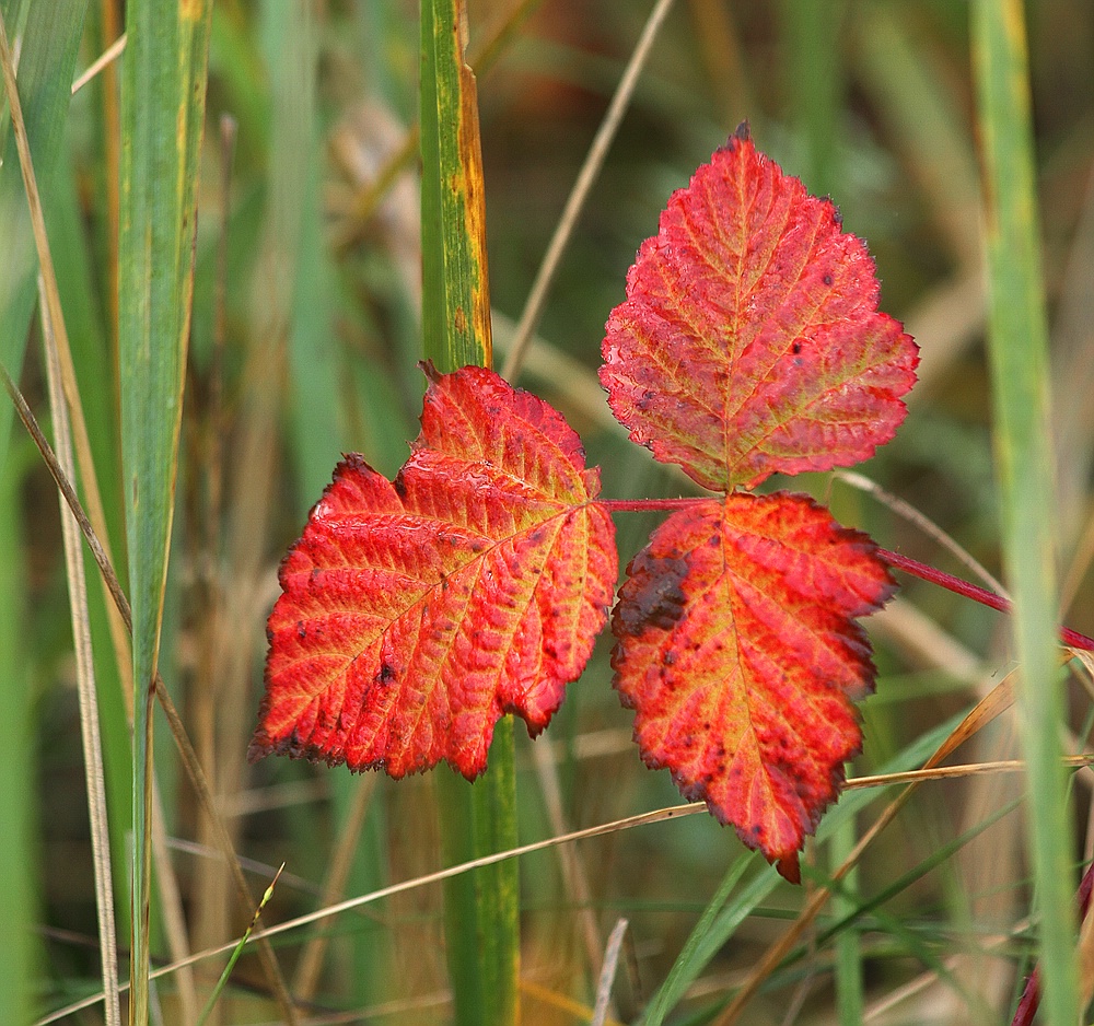 Brombeerrot