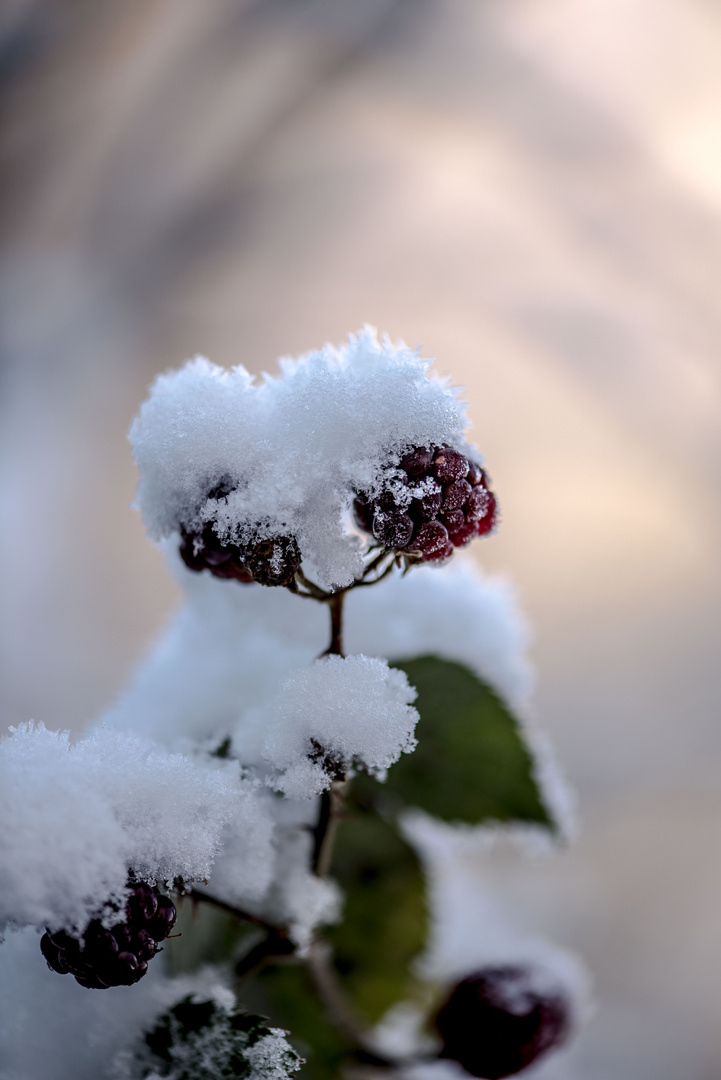 Brombeerschnee