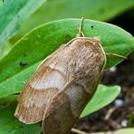 Brombeerspinner Draufsicht (Macrothylacia rubi)