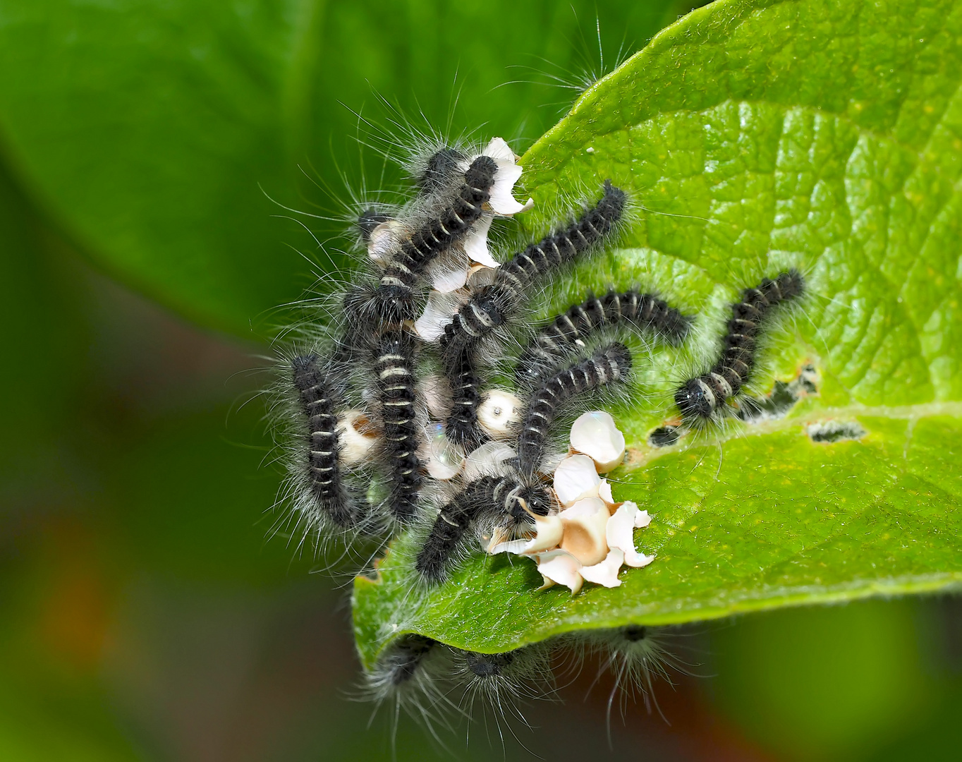 Brombeerspinner-Kinderstube (Macrothylacia rubi) - Babys du bombyx de la ronce!