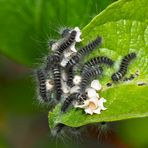 Brombeerspinner-Kinderstube (Macrothylacia rubi) - Babys du bombyx de la ronce!