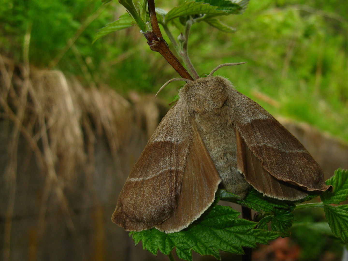 Brombeerspinner (Macrothylacia rubi)