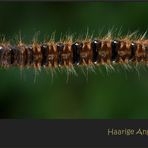Brombeerspinner - Macrothylacia rubi