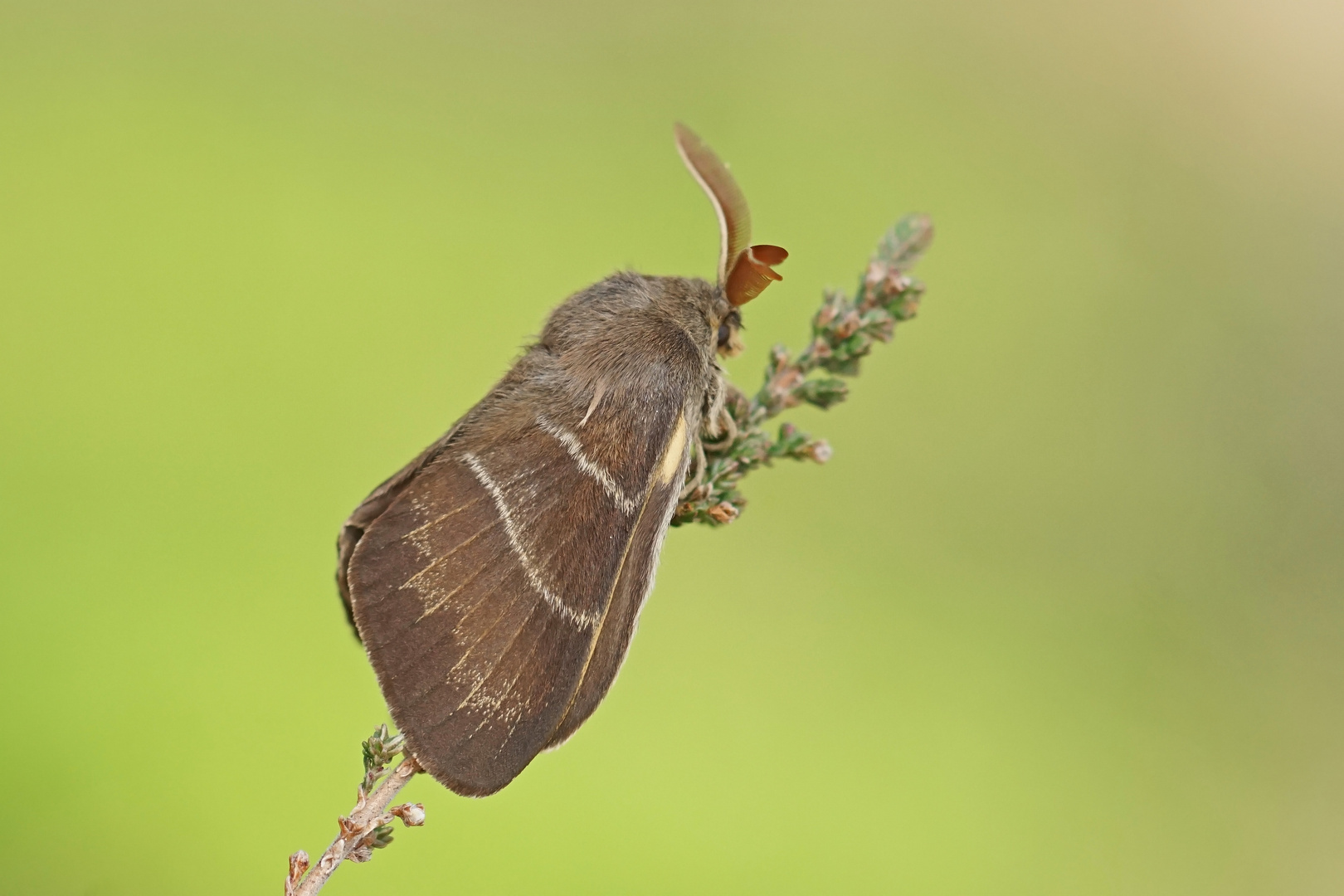 Brombeerspinner (Macrothylacia rubi), Männchen