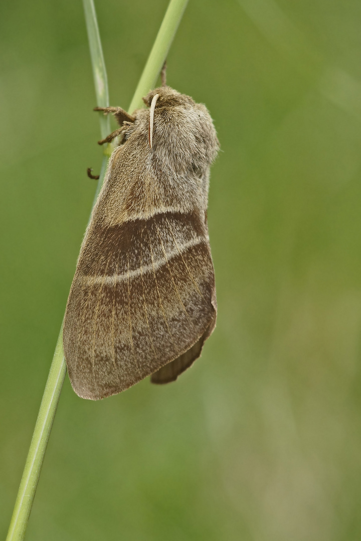 Brombeerspinner (Macrothylacia rubi), Weibchen