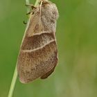 Brombeerspinner (Macrothylacia rubi), Weibchen