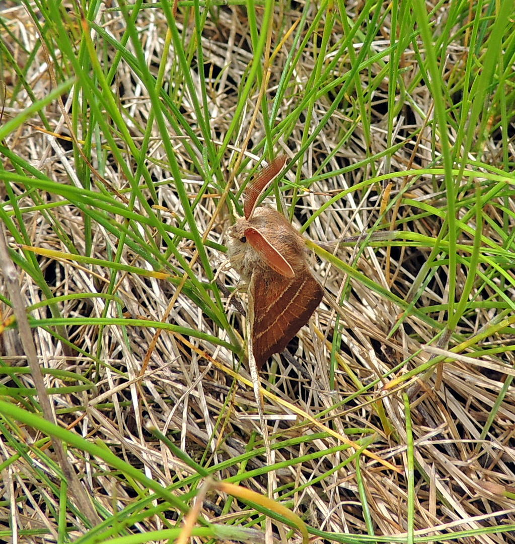 Brombeerspinner (männlich)