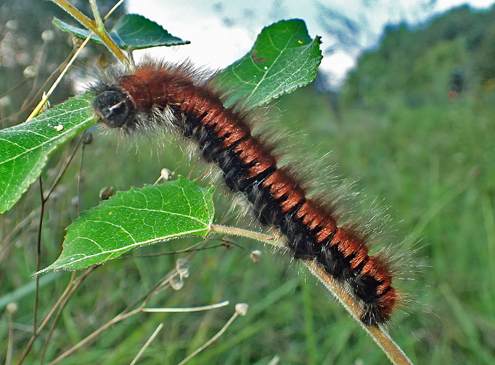 Brombeerspinner Raupe