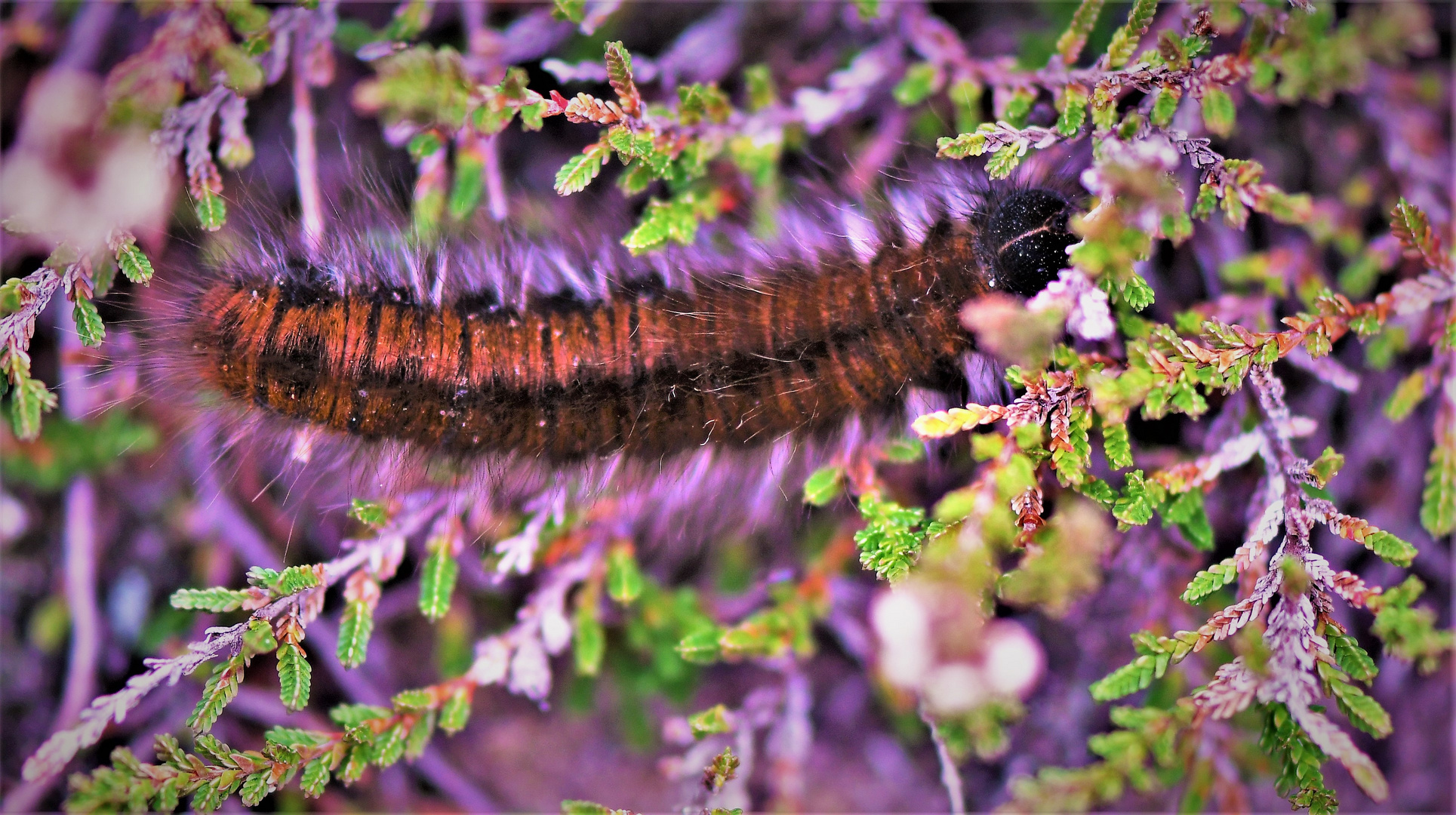 Brombeerspinner - Raupe-  (Macrothylacia rubi)