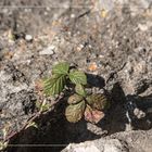 Brombeersträucher lassen sich durch die Sonne wecken...