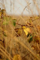 Brombeerstrauch im Herbst