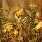 Brombeerstrauch im Herbst II