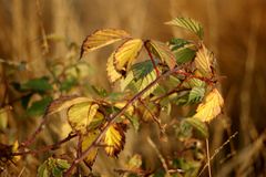 Brombeerstrauch im Herbst II