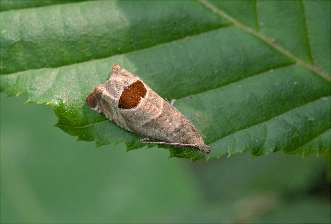 Brombeerwickler (Notocelia uddmanniana)