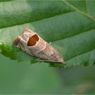 Brombeerwickler (Notocelia uddmanniana)