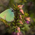 Brombeerzipfelfalter auf Erika