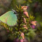 Brombeerzipfelfalter auf Erika