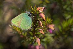 Brombeerzipfelfalter auf Erika