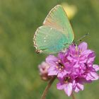 Brombeerzipfelfalter auf Grasnelke